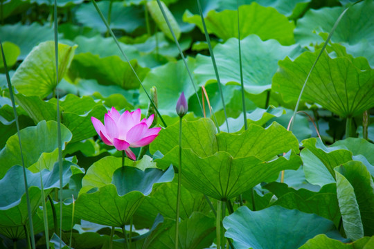 孙文莲 荷花