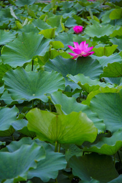 荷花 孙文莲