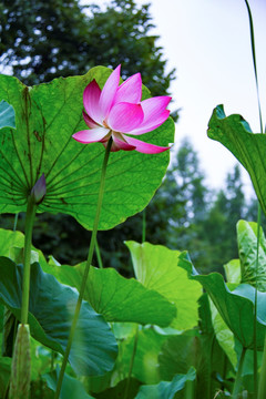 荷花 孙文莲