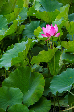 荷花 孙文莲