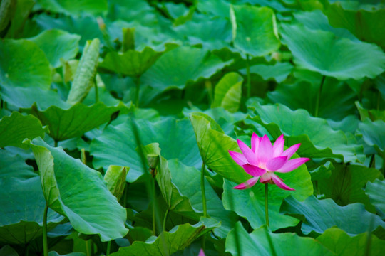 荷花 孙文莲