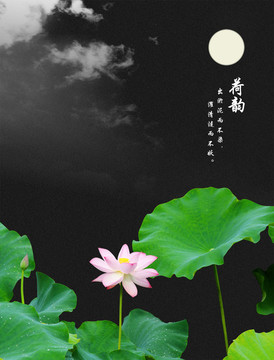 荷韻 荷花背景 荷花 荷葉