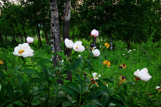 野生芍药花