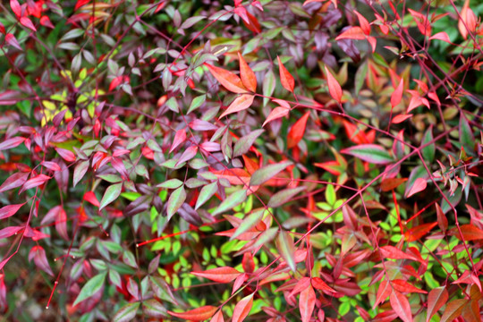 花墻 綠墻 園藝
