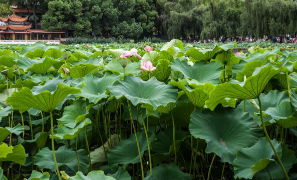 昆明翠湖荷塘