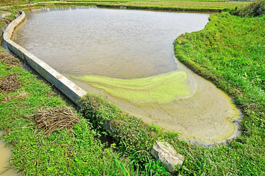 稻田