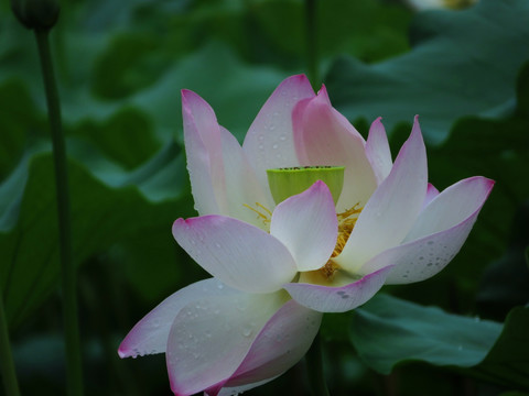 雨后荷花