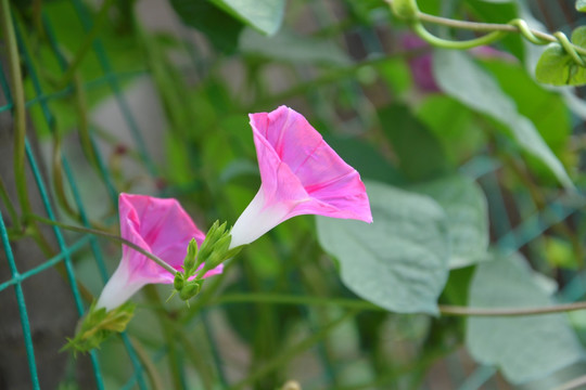 牵牛花