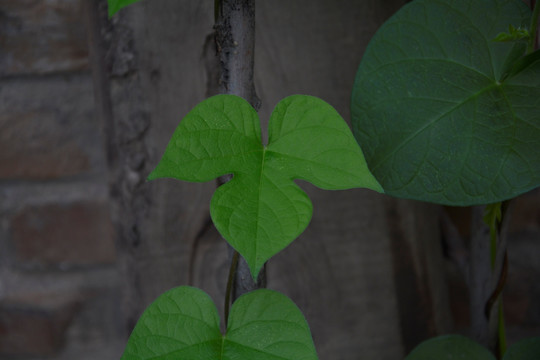 叶 牵牛花叶