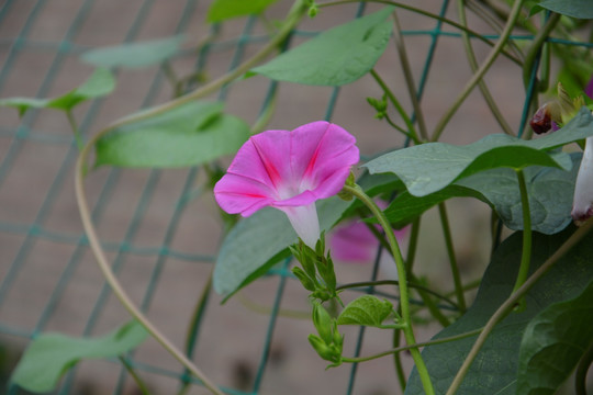 牵牛花