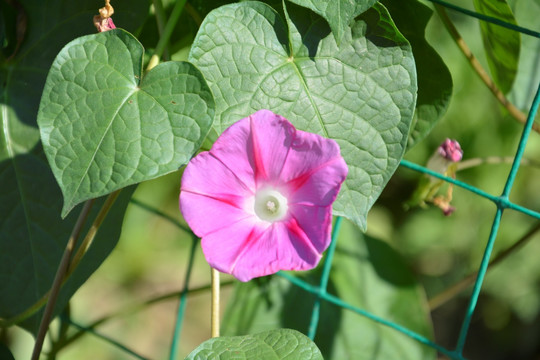 牵牛花