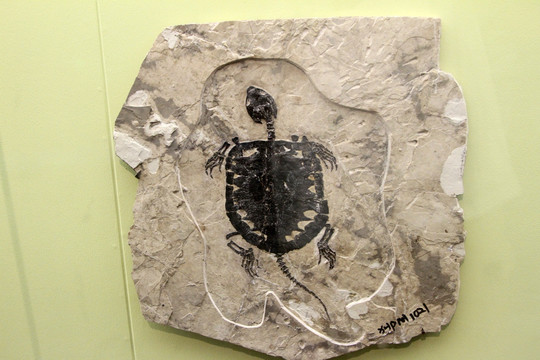 满洲龟化石