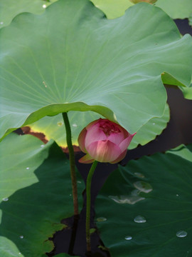 荷花图片  花蕾