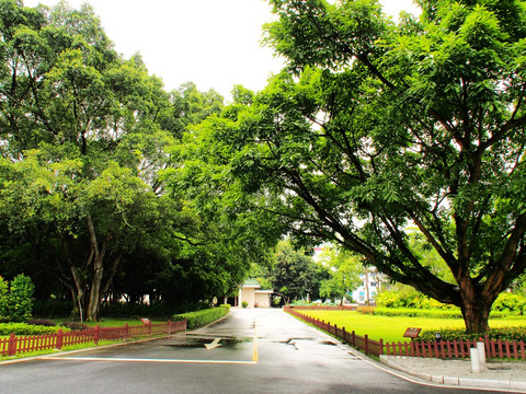 国恩寺 林荫大道 背景