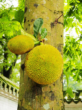 菠萝蜜 大树菠萝 水果 植物
