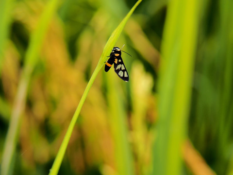 昆虫 蝴蝶