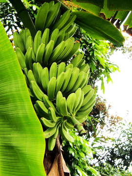 焦树 香蕉 果实 背景