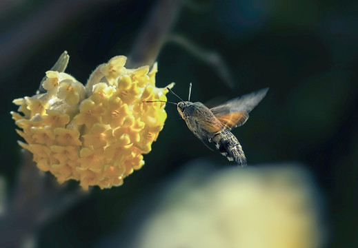 蜂鸟蛾与结香花