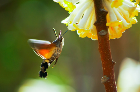蜂鸟蛾与结香花 （