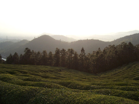 茶山 茶园 茶圃