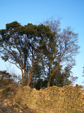 古村 大树 石头墙