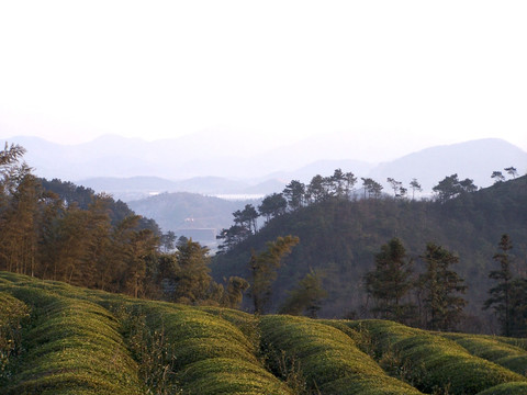 茶山 茶园 茶圃