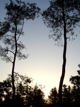 两棵大树 夕阳