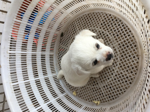 可爱白色小狗