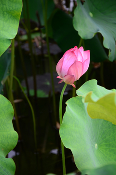 荷花池塘