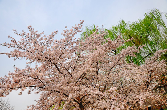 北京玉渊潭公园的樱花