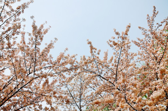 樱花盛开幽香来