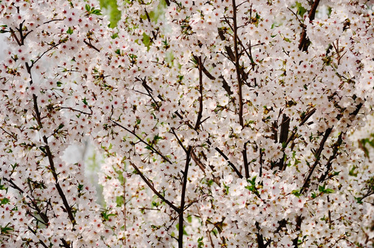 樱花时节暗香来