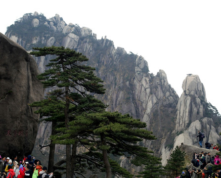 黄山迎客松