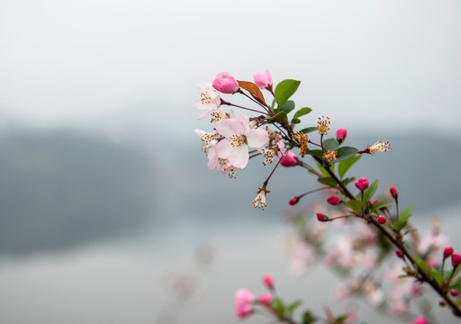 垂丝海棠