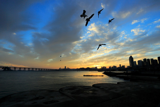 大连 星海广场 海鸥 夕阳