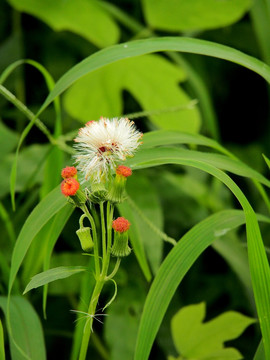 野花 植物 田园 花卉