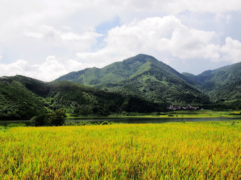 稻田 水稻 稻谷 田园风光