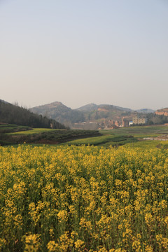 油菜花