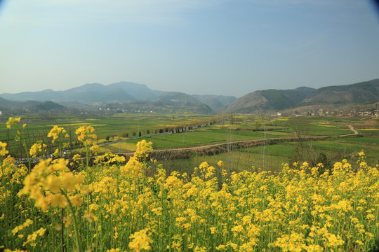 油菜花