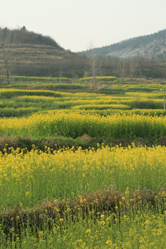 油菜花