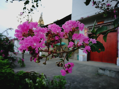 美丽的花椒花特写