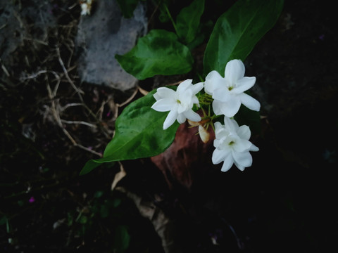 三朵栀子花