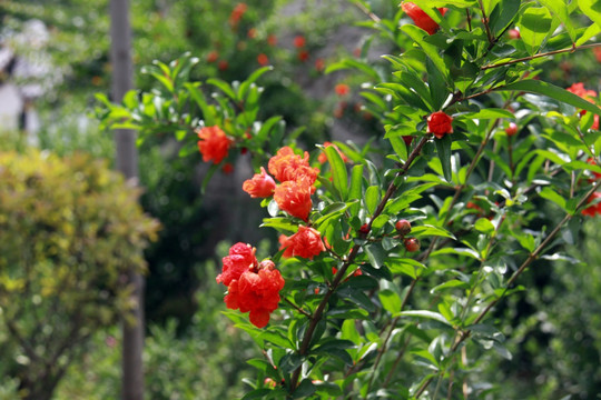 石榴花 石榴树