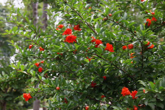 石榴树 石榴花