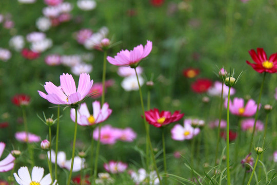 格桑花  花草