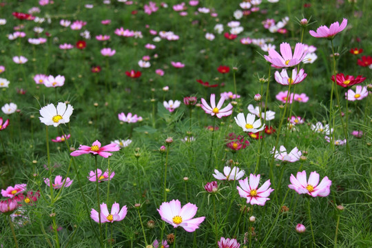 花圃 花田