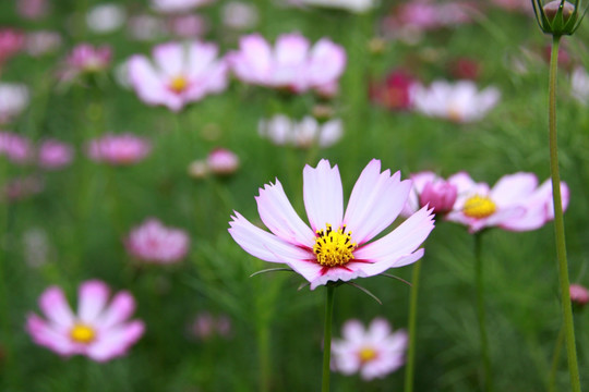 鲜花 花丛