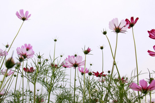 格桑花的夏天