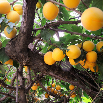 果实累累的杏树