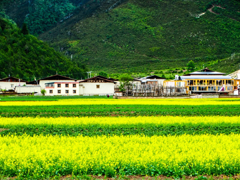 藏区田园风光